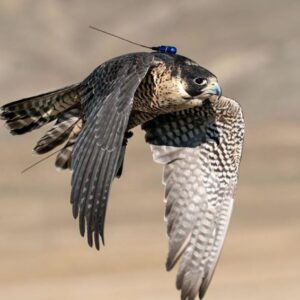 Miscellaneous Repair Item