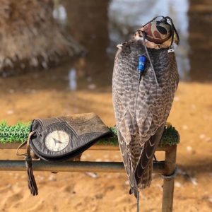 Transmitter Services