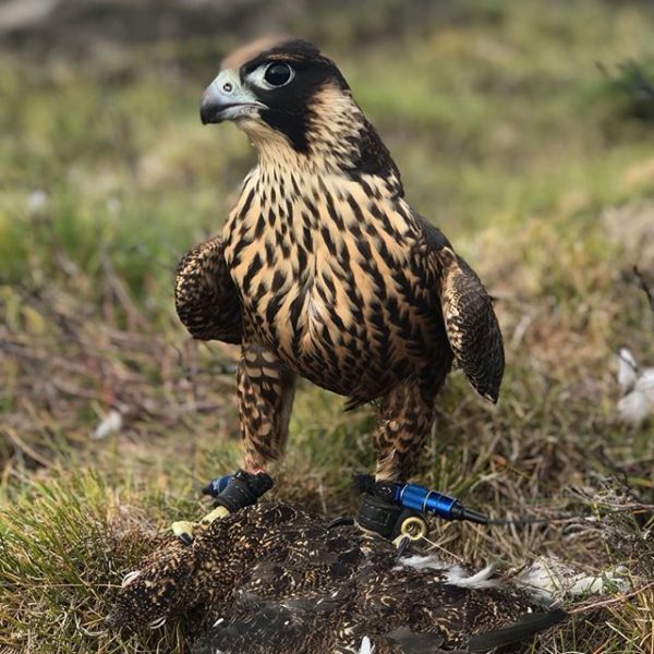 Marshall Turbo GPS System Marshall Radio Europe