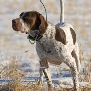 犬の追跡の首輪のための予備品