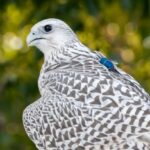 Gyr Headshot thumbnail (1)
