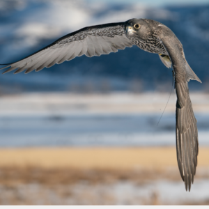 Miscellaneous Repair/Item