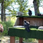 Lady Falconers Retreat 2