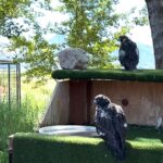 Lady Falconers Retreat 2