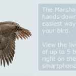 Bird Flying -description