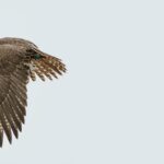 RU Bird Flying -description2