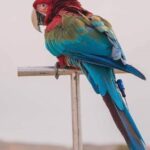 BT Macaw GPS – Resize