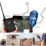 Intro – Parrot