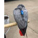 Mounting Methods – Parrot